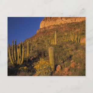Nordamerika, USA, Arizona, Orgelpfeifenkaktus 2 Postkarte