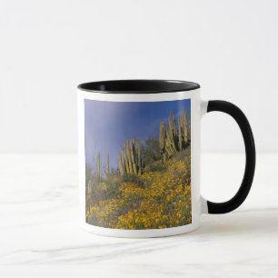 Nordamerika, USA, Arizona, Orgelpfeifenkaktus Tasse