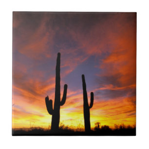 Nordamerika, USA, Arizona, Sonora-Wüste Fliese
