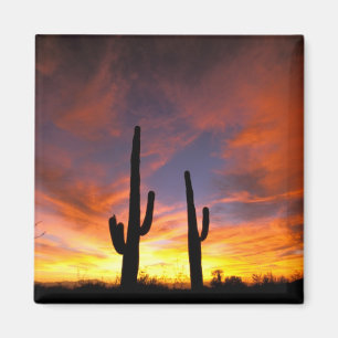 Nordamerika, USA, Arizona, Sonora-Wüste. Magnet