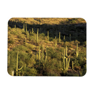 Nordamerika, USA, Arizona, Sonora-Wüste Magnet