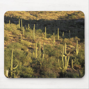 Nordamerika, USA, Arizona, Sonora-Wüste Mousepad
