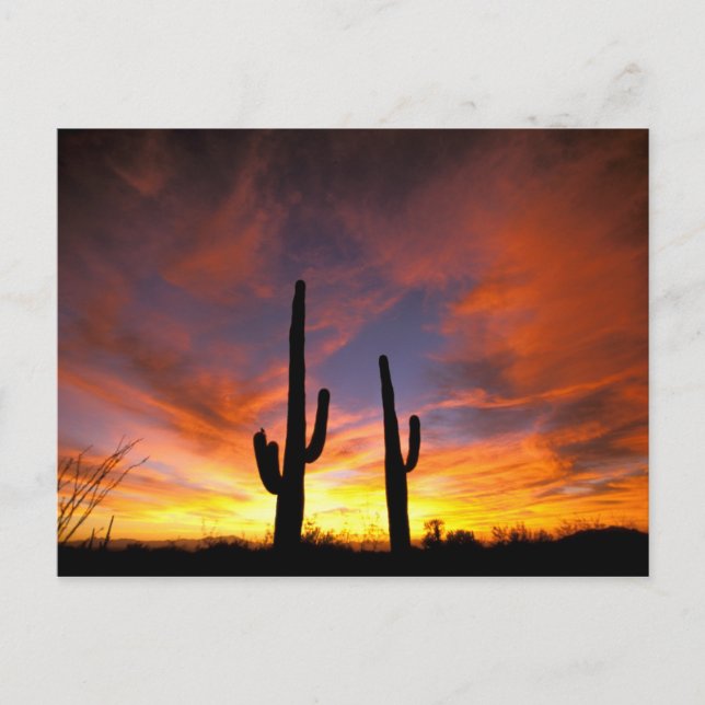 Nordamerika, USA, Arizona, Sonorische Wüste. Postkarte (Vorderseite)