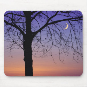 Nordamerika, USA, Florida, Dora, Mousepad