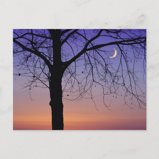 Nordamerika, USA, Florida, Dora, Postkarte (Vorderseite)