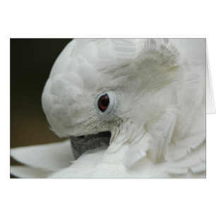 Nordamerika, USA, Florida, St. Augustine