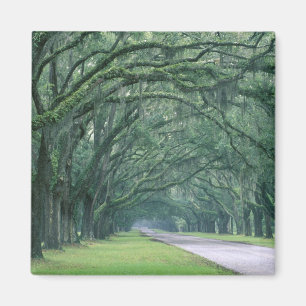 Nordamerika, USA, Georgia, Savannah, Magnet
