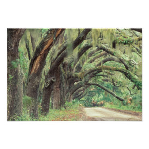 Nordamerika, USA, Georgien, Cumberland 2 Fotodruck