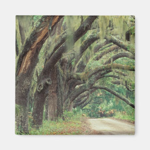 Nordamerika, USA, Georgien, Cumberland 2 Magnet