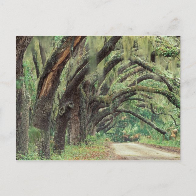 Nordamerika, USA, Georgien, Cumberland 2 Postkarte (Vorderseite)