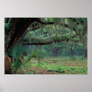 Nordamerika, USA, Georgien, Cumberland Poster