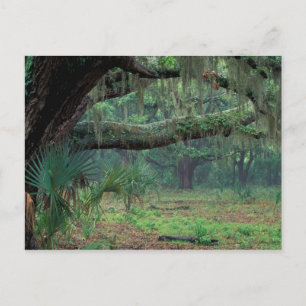 Nordamerika, USA, Georgien, Cumberland Postkarte