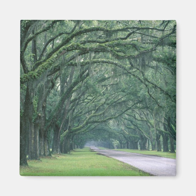 Nordamerika, USA, Georgien, Magnet (Vorne)