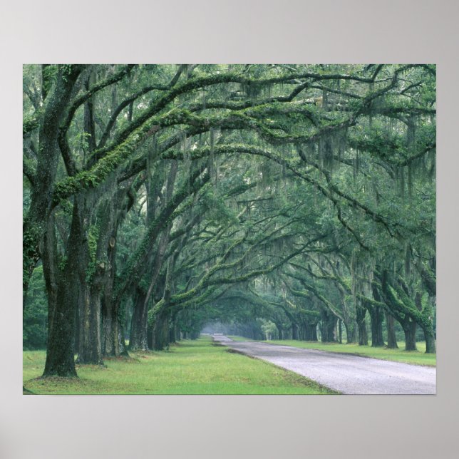 Nordamerika, USA, Georgien, Poster (Vorne)