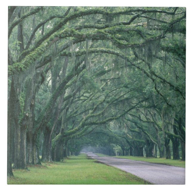 Nordamerika, USA, Georgien, Savannah, Fliese (Vorderseite)