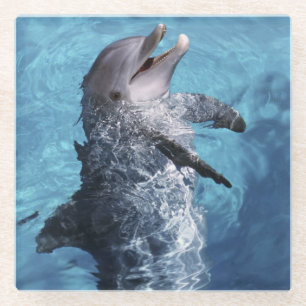 Nordamerika, USA, Hawaii. Delfin Glasuntersetzer