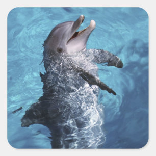 Nordamerika, USA, Hawaii. Delfin Quadratischer Aufkleber