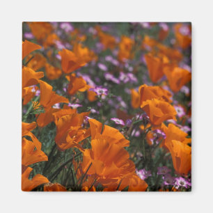 Nordamerika, USA, Kalifornien, Antelope Valley, 2 Magnet