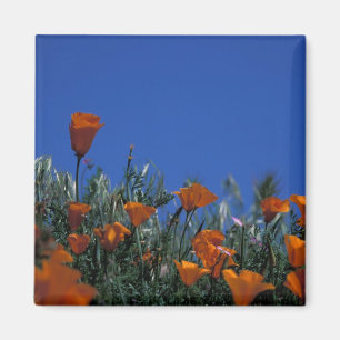 Nordamerika, USA, Kalifornien, Antelope Valley, 3 Magnet
