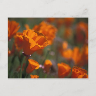 Nordamerika, USA, Kalifornien, Antelope Valley, Postkarte