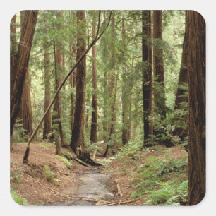 Nordamerika, USA, Kalifornien, Big Sur, 3 Quadratischer Aufkleber