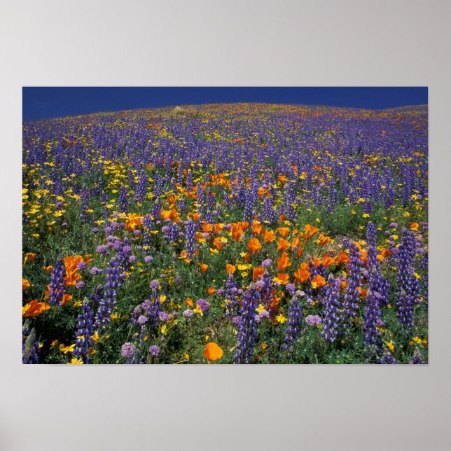 Nordamerika, USA, Kalifornien, Los Angeles 2 Poster (Vorne)