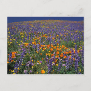 Nordamerika, USA, Kalifornien, Los Angeles 2 Postkarte