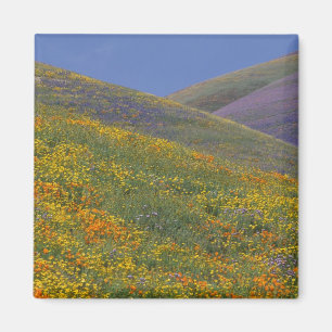 Nordamerika, USA, Kalifornien, Los Angeles Magnet