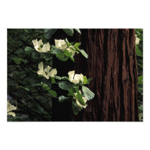 Nordamerika, USA, Kalifornien, Yosemite 3 Fotodruck