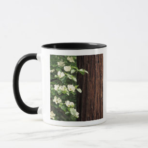Nordamerika, USA, Kalifornien, Yosemite 3 Tasse