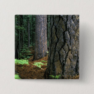 Nordamerika, USA, Kalifornien, Yosemite Button