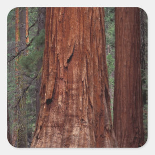 Nordamerika, USA, Kalifornien, Yosemite NP, 2 Quadratischer Aufkleber