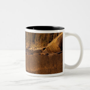 Nordamerika, USA, ME, Die felsige Küste von Maine. Zweifarbige Tasse