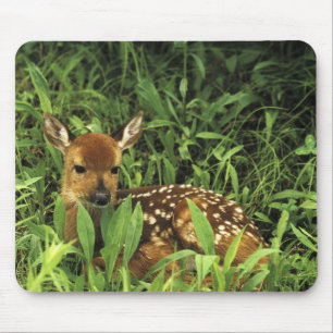 Nordamerika, USA, Minnesota. Weißwedel- Mousepad