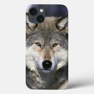 Nordamerika, USA, Minnesota. Wolf Canis iPhone 13 Hülle