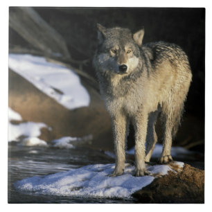 Nordamerika, USA, Minnesota. Wolf (Canis Fliese
