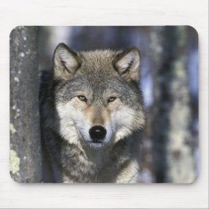 Nordamerika, USA, Minnesota. Wolf Canis Mousepad