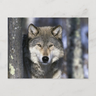 Nordamerika, USA, Minnesota. Wolf Canis Postkarte