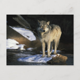 Nordamerika, USA, Minnesota. Wolf (Canis Postkarte