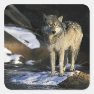 Nordamerika, USA, Minnesota. Wolf (Canis Quadratischer Aufkleber