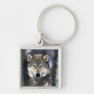 Nordamerika, USA, Minnesota. Wolf Canis Schlüsselanhänger