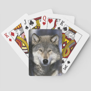 Nordamerika, USA, Minnesota. Wolf Canis Spielkarten