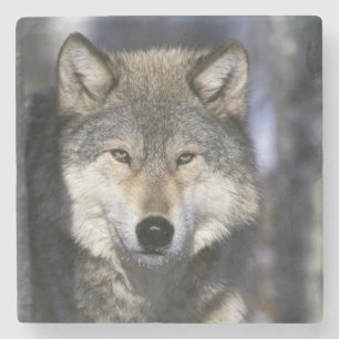 Nordamerika, USA, Minnesota. Wolf Canis Steinuntersetzer