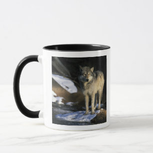 Nordamerika, USA, Minnesota. Wolf (Canis Tasse