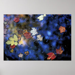 Nordamerika, USA, NH, Blätter in einem Teich Poster