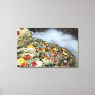 Nordamerika, USA, NH, Fall in Neuengland. Leinwanddruck