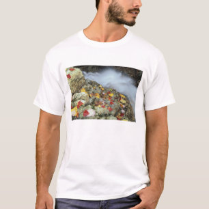 Nordamerika, USA, NH, Herbst in Neuengland. T-Shirt