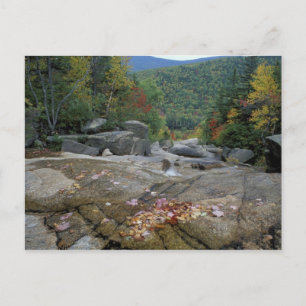 Nordamerika, USA, NH, Herbstlaub in New Postkarte