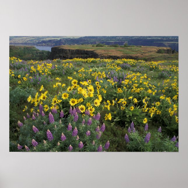 Nordamerika, USA, Oregon, Columbia River Poster (Vorne)