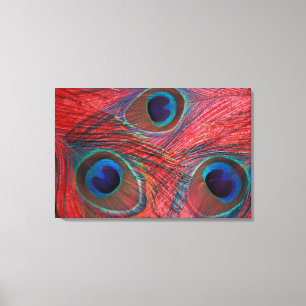 Nordamerika, USA, WA, Redmond, Peacock Leinwanddruck